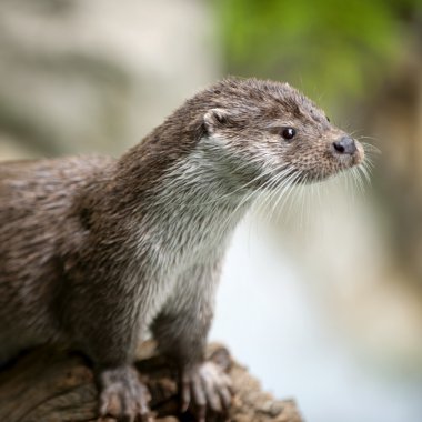 European Otter clipart