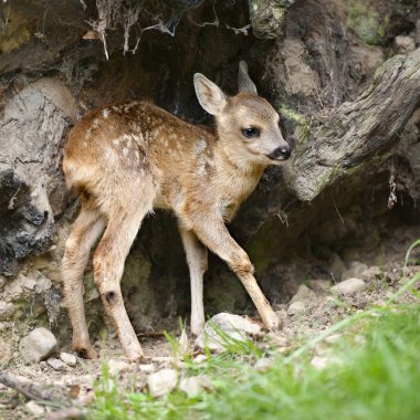 Karaca açık kahverengi - Capreolus capreolus (15 gün eski)