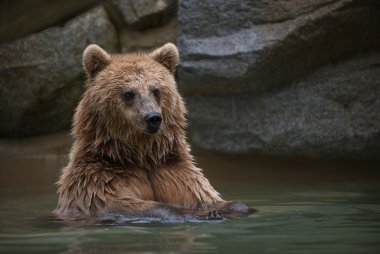 Yüzme havuzunda boz ayı