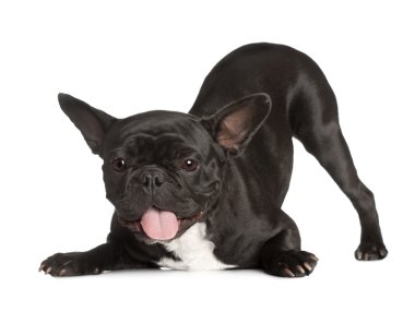 Exhausted Black French Bulldog kneeing and panting clipart