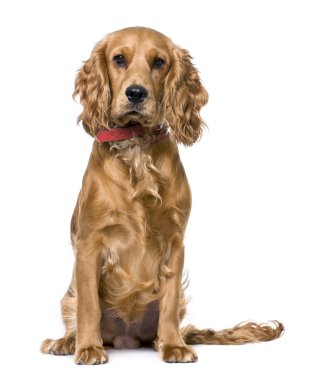 Cocker Spaniel, sitting (1 years old) clipart