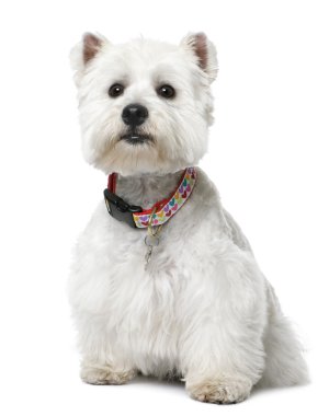 West Highland White Terrier (2 yeard old) sitting. clipart