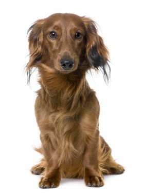 Dachshund oturma (1 yıl eski önden görünümü)