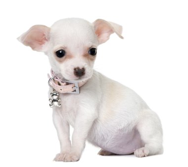 Cute chihuahua puppy (3 month old) clipart