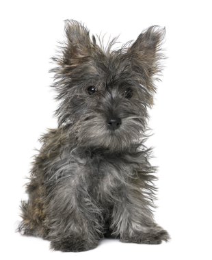 oturan siyah yorkshire terrier yavrusu