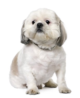 Shih Tzu (2 yaşında) oturma