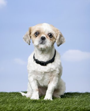 Mixed-Breed Dog between a shih-tsu and a pekingese (4 years old) clipart