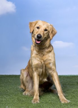 Golden Retriever sitting on the grass (1 year old) clipart