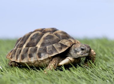 Turtle on grass against a blue sky clipart
