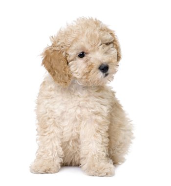 Dog : apricot toy Poodle puppy (10 weeks old) clipart