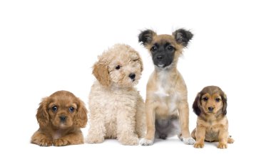 Group of puppy dogs in front of white background, studio shot clipart