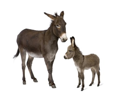 Donkey, 4 years old, and his foal, 2 months old, in front of whi clipart