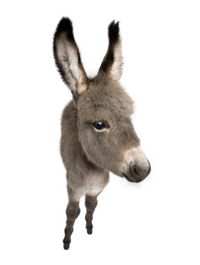 Wide-angle view of a donkey foal (2 months) clipart