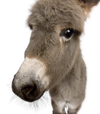 Close-up portrait of donkey foal, 2 months old, against white ba clipart