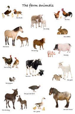 Collage of farm animals in English in front of white background, clipart