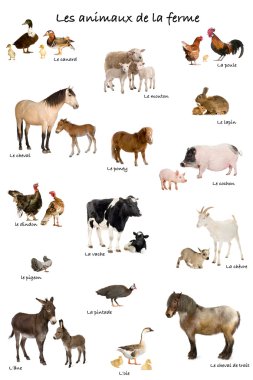 Collage of farm animals in French in front of white background, clipart