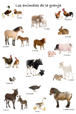 çiftlik hayvanları-İspanyolca-beyaz arka plan önünde kolaj,