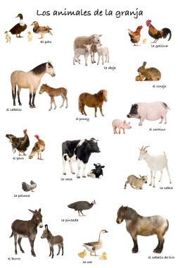 Collage of farm animals in Spanish in front of white background, clipart