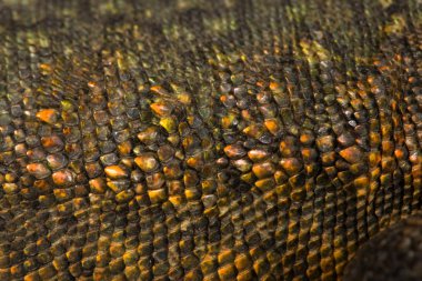 Close-up of Uromastyx's scales clipart