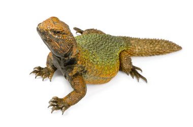 Uromastyx clipart