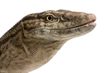 Close-up of Desert Monitor, Varanus griseus griseus, in front of clipart