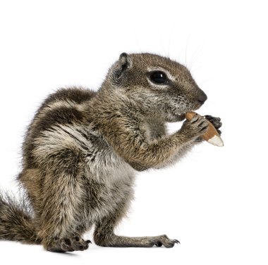 Barbary Ground Squirrel eating nut, Atlantoxerus getulus, against white background, studio shot clipart