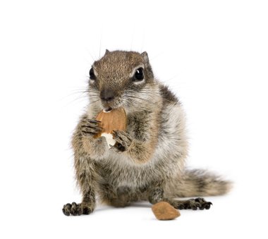 Barbary Ground Squirrel eating nuts, Atlantoxerus getulus, against white background, studio shot clipart