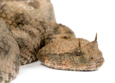 Saharan horned viper - Cerastes cerastes clipart