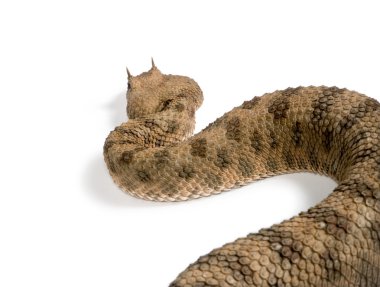 Rear view of Saharan horned viper, Cerastes cerastes, against white background, studio shot clipart