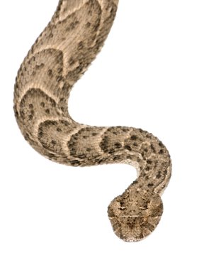 Saharan horned viper, Cerastes cerastes, studio shot clipart