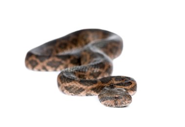 Beyaz karşı slithering yılan portresi arkaplan, stüdyo sh