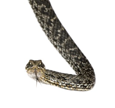 Horseshoe Whip Snake, Hemorrhois hippocrepis, against white background, studio shot clipart