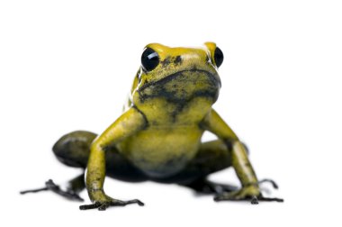 Golden Poison Frog, Phyllobates terribilis, against white background, studio shot clipart