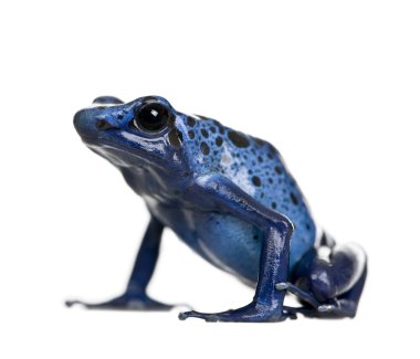 Blue Poison Dart frog, Dendrobates azureus, against white background, studio shot clipart
