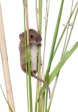 Harvest Mouse climbing on blade of grass in front of white background clipart