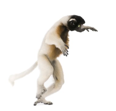 yürüyüş, sifaka, propithecus coronatus, 1 yaşında, genç taç