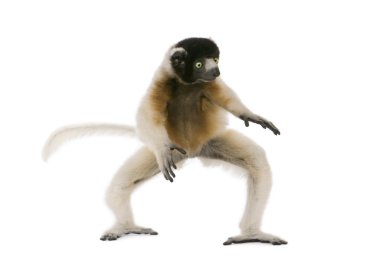 Young Crowned Sifaka, Propithecus Coronatus, 1 year old, walking clipart