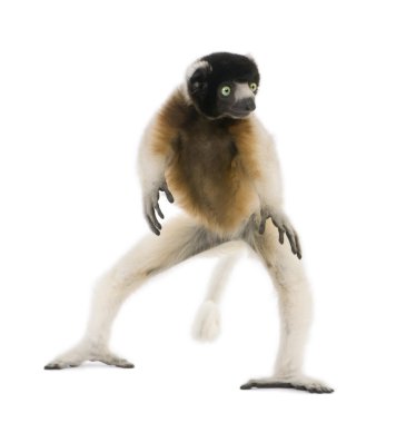 Young Crowned Sifaka, Propithecus Coronatus, 1 year old, dancing clipart