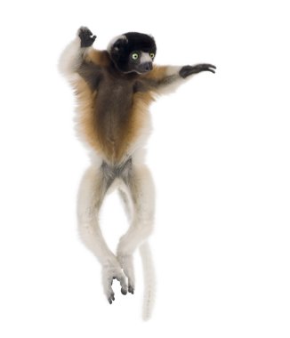 dans, sifaka, propithecus coronatus, 1 yaşında, genç taç