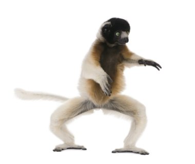 dans, sifaka, propithecus coronatus, 1 yaşında, genç taç