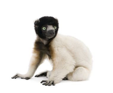 Beyaz arka planı, stüdyo çekim oturan genç taçlı sifaka, propithecus coronatus, 1 yaşında, yan görünüm