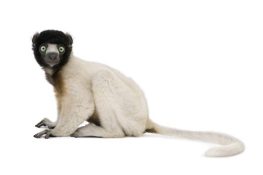 Genç sifaka, propithecus coronatus, 1 yaşında, beyaz arka planı, stüdyo çekim oturan taç giydi.