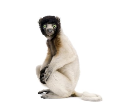 Portrait of Young Crowned Sifaka, Propithecus Coronatus, 1 year old, sitting against white background, studio shot clipart