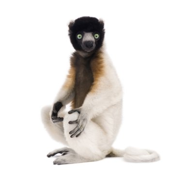 Young Crowned Sifaka, Propithecus Coronatus, 1 year old, sitting clipart