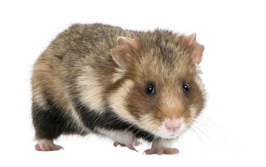 Portrait of European Hamster, Cricetus cricetus, against white background, studio shot clipart