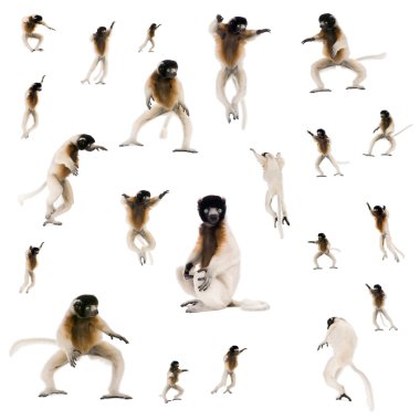 Collage of Young Crowned Sifaka, Propithecus Coronatus clipart