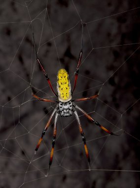 Golden orb-web spider, Nephila inaurata madagascariensis, against black background, studio shot clipart