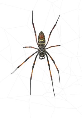 Golden orb-web spider, Nephila inaurata madagascariensis, against white background, studio shot clipart