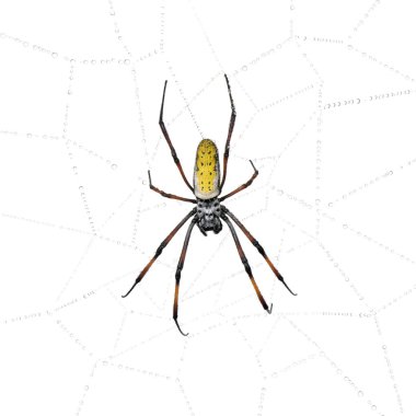 Altın Küre-web örümcek, nephila inaurata madagascariensis