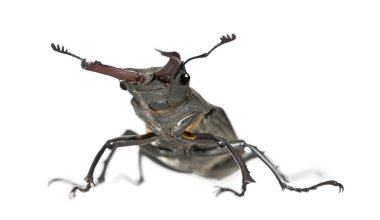 erkek Avrupa stag beetle lucanus cervus, beyaz arka plan, stüdyo vurdu